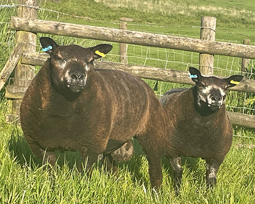 Sheep Embryo Transfer In South Wales - Valais Sheet At South Wales Farm Vets