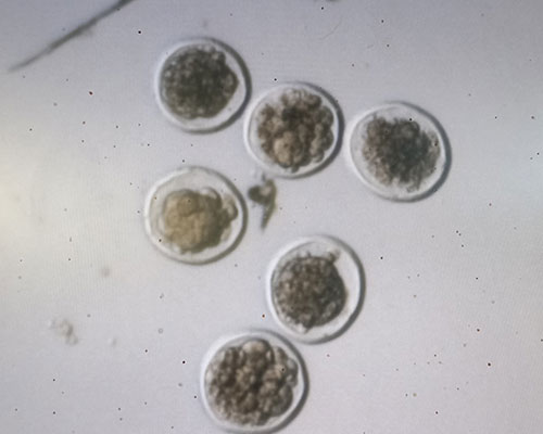 fertilised-embryos